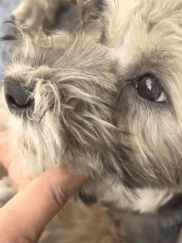 Close-up of adorable dog cuddling with human hand for care and affection.