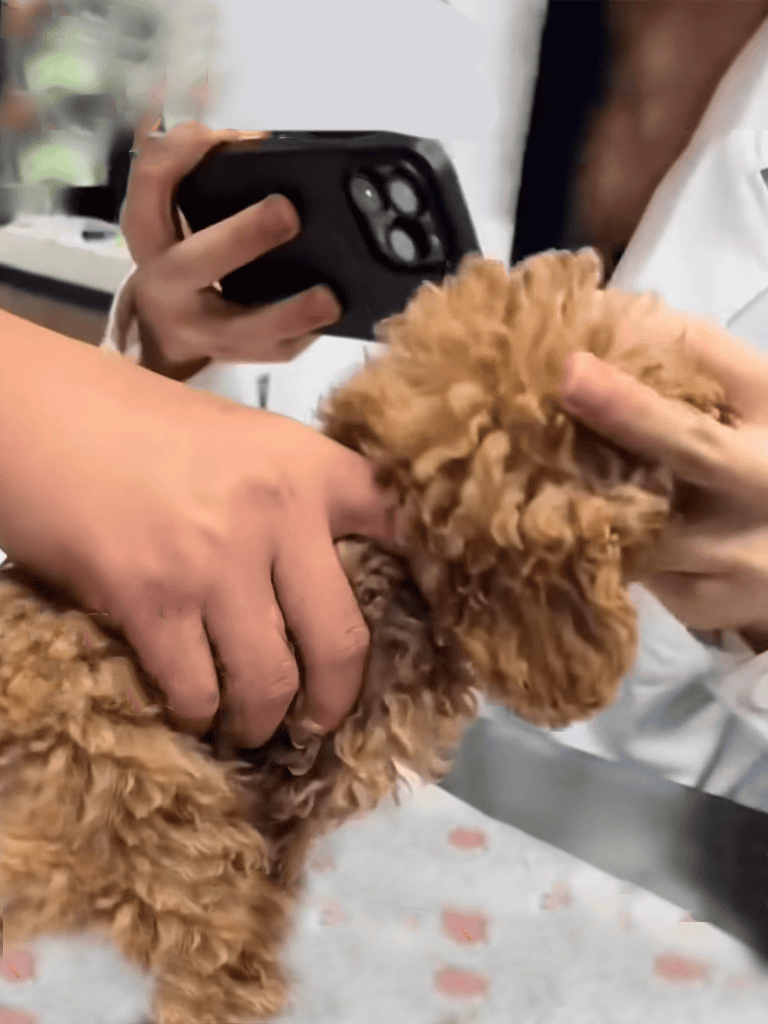Friendly veterinarian examining a small puppy.