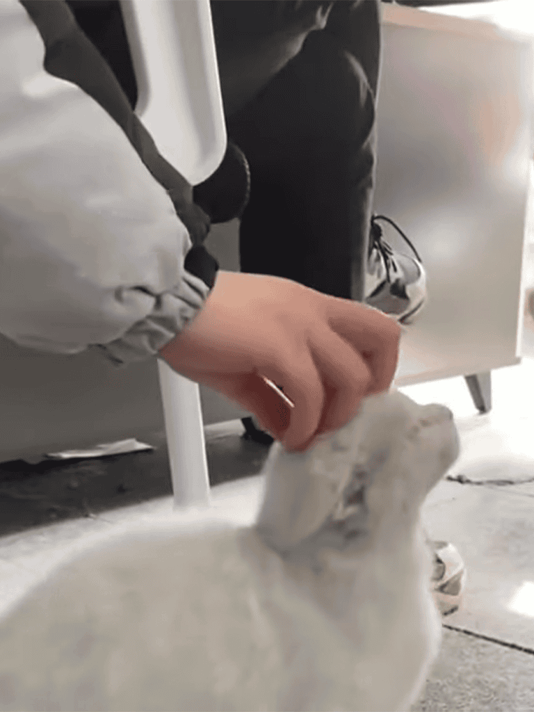 Dog playing with a toy at the park, enjoying outdoor fun.