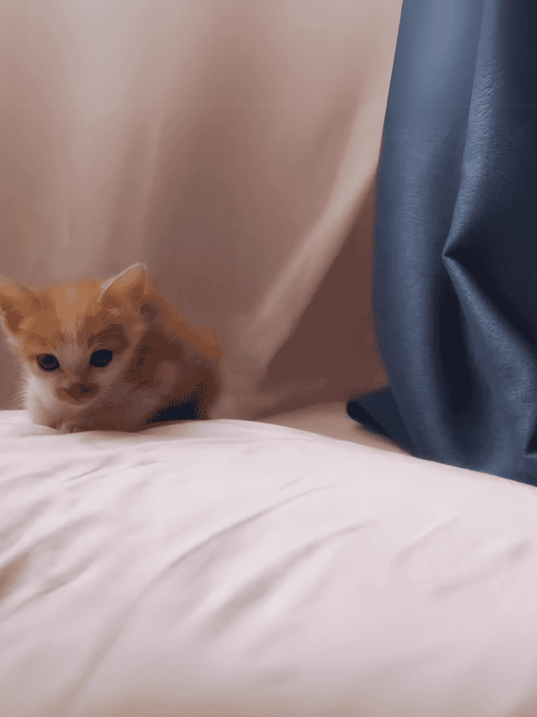 Kitten lying on bed between pillows, showcasing pet comfort and adorable behavior in a cozy home setting.