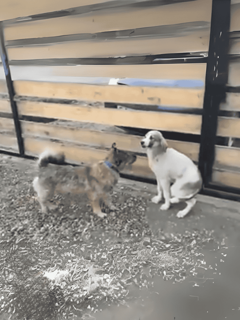 Adorable puppies meeting behind a fence.
