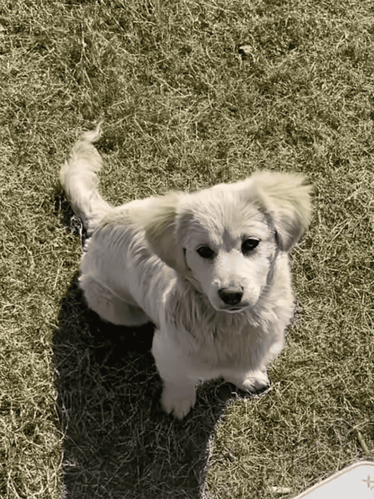 Adorable puppy sitting on grassy field, looking curiously at the camera.