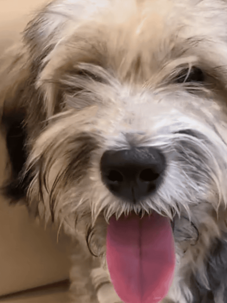 Close-up of a happy, fluffy dog with a pink tongue, showing a playful and relaxed expression.