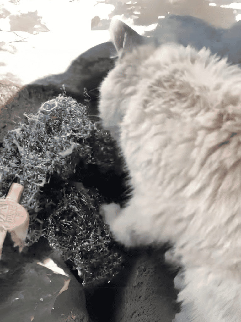Adorable husky puppy enjoying water and outdoor playtime.