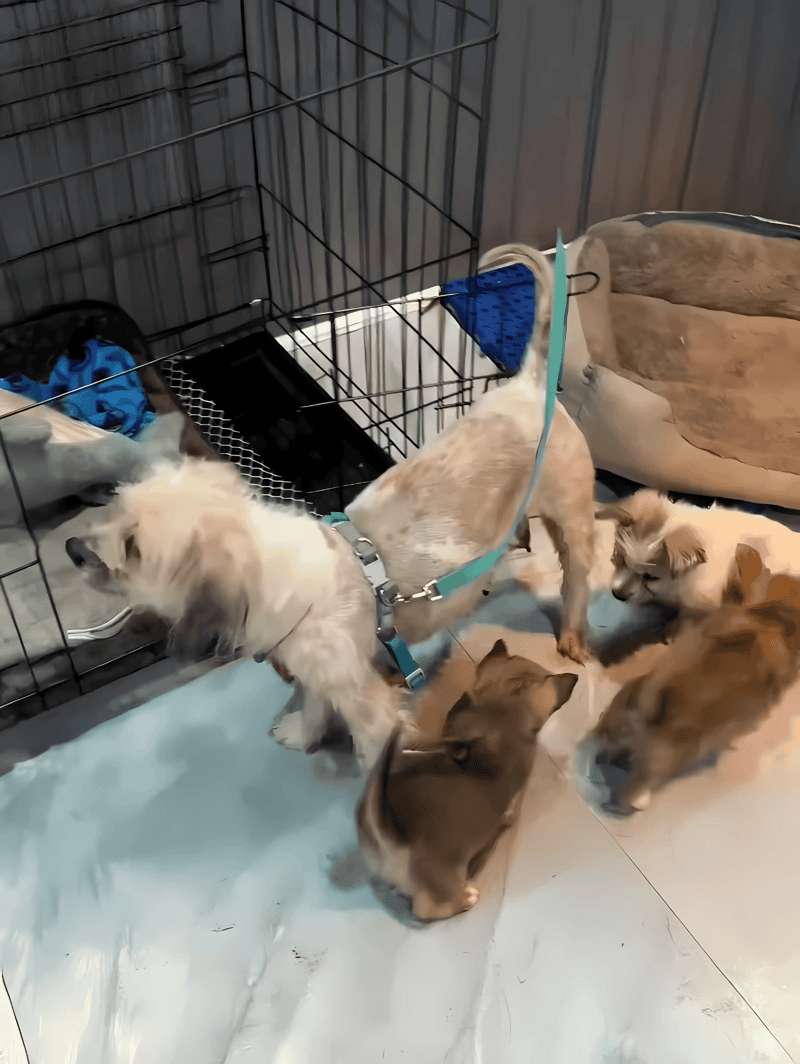 Adorable puppies interacting in a safe dog enclosure, ideal for pet socialization and dog training.