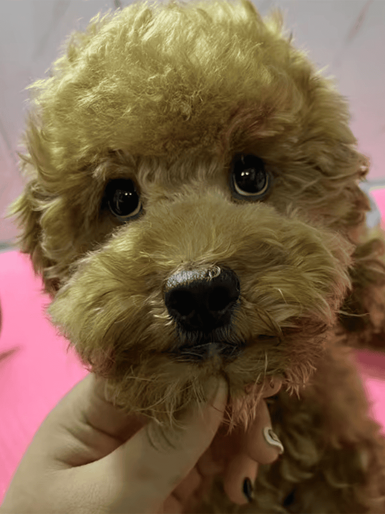 Adorable poodle puppy with curly fur and bright eyes, perfect for loving homes.