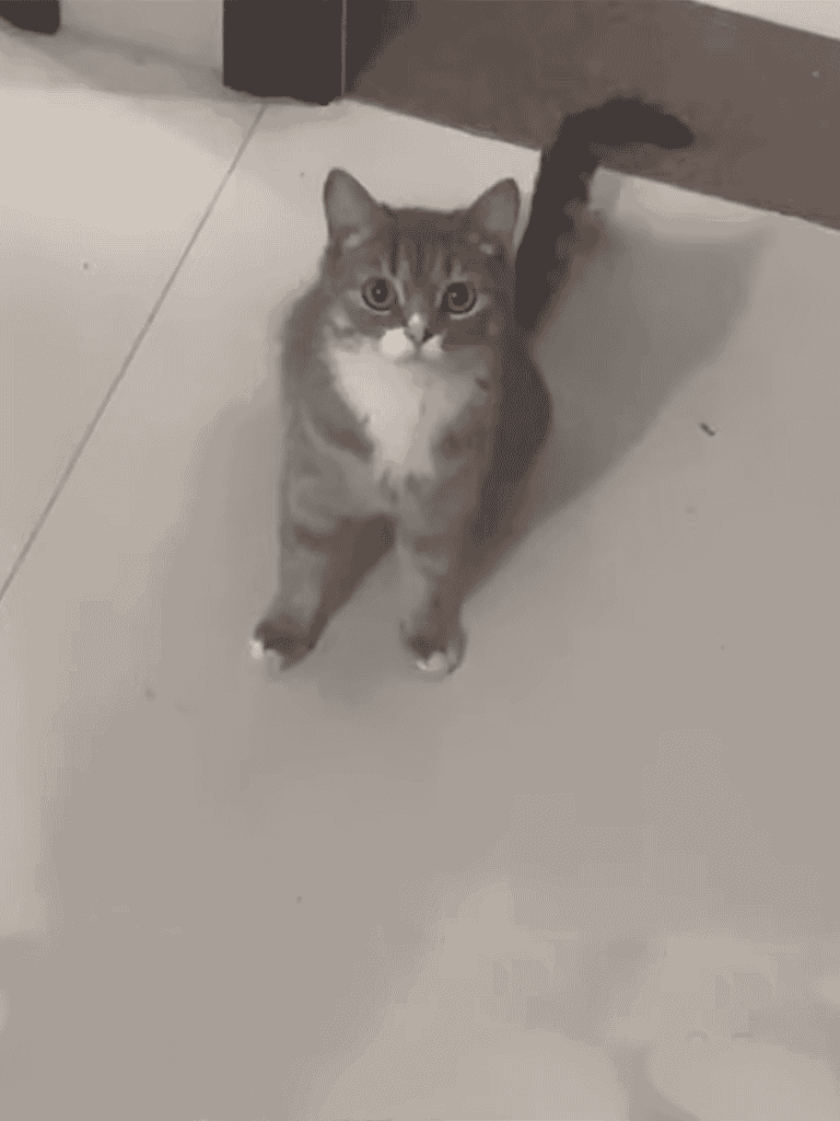 Adorable gray and white kitten on tile floor, looking up with curious eyes, in a cozy home environment.