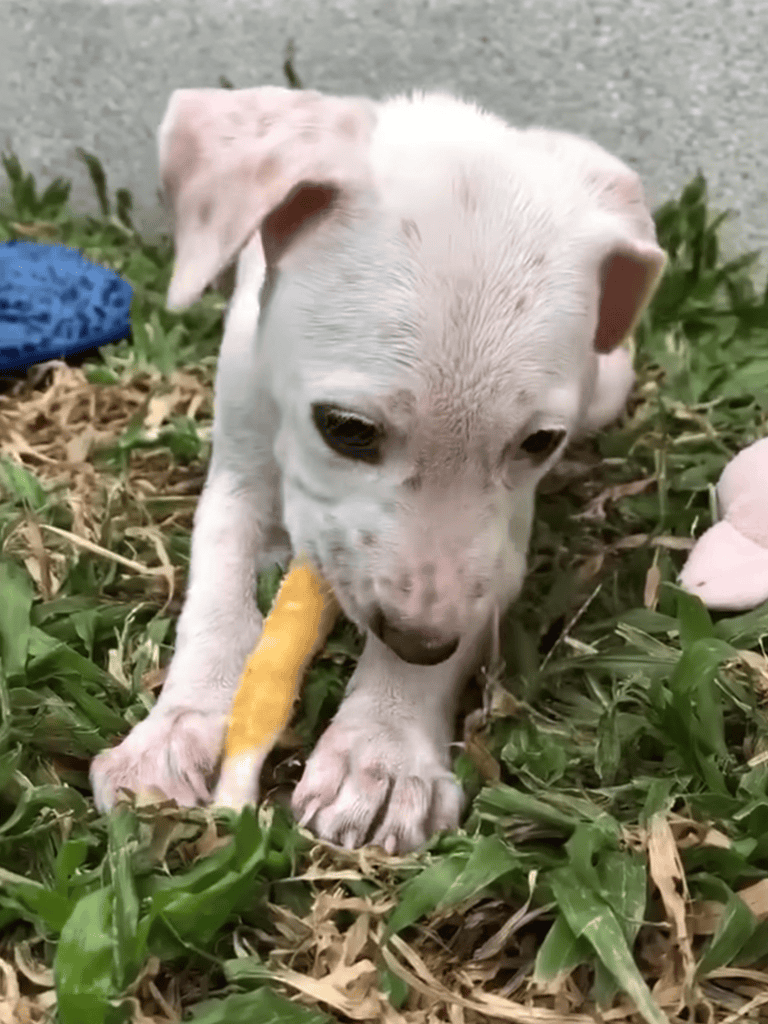 Cute white puppy chewing yellow toy outdoors on green grass.