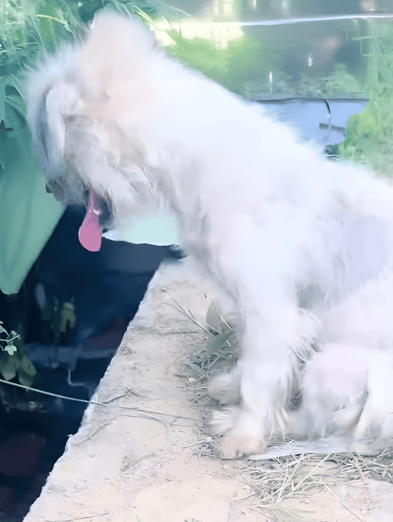 Dog enjoying time outdoors, sniffing plants and exploring nature scene.