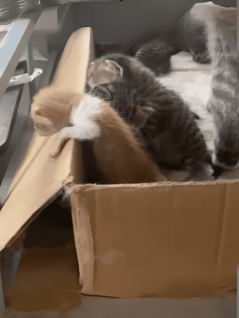 Adorable kittens wrestling and playing in a cardboard box, showcasing their playful and curious nature.