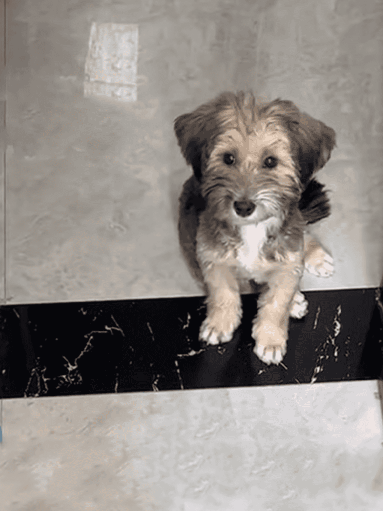 Adorable mixed-breed puppy with fluffy fur and big eyes, sitting on a gray and black tile floor.