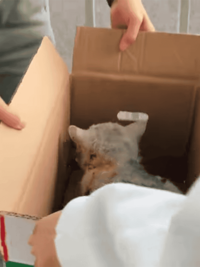 Cutest little dog in cardboard box, seeking loving home.