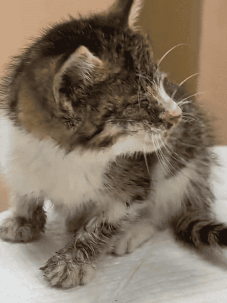 Adorable long-haired cat grooming itself in a cozy home setting.
