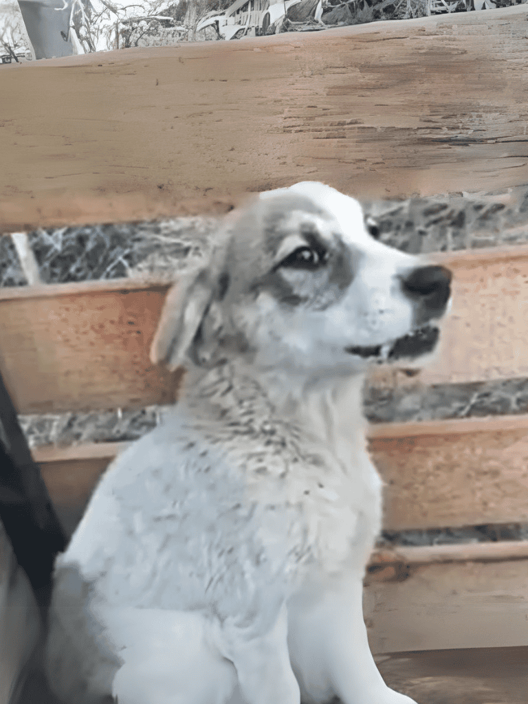 Adorable Australian Shepherd puppy sitting on a park bench, showcasing a playful and curious expression.