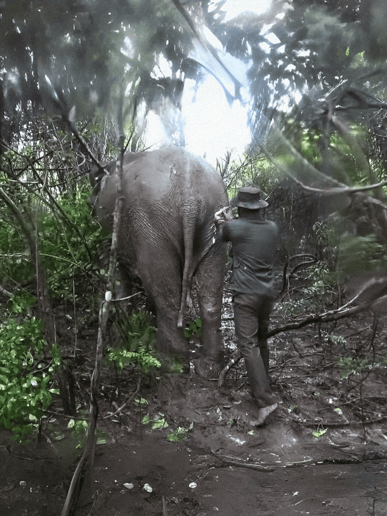 Elephant and guide walking through lush jungle forest scene.