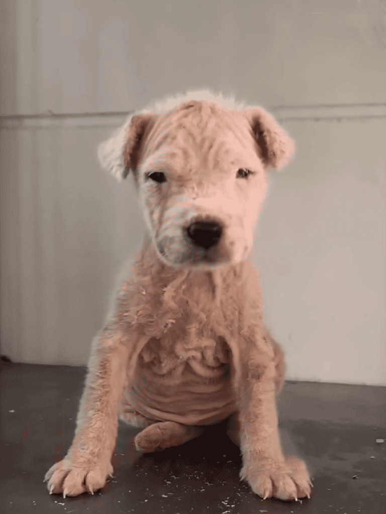 Cute puppy sitting on floor, ideal for dog rescue and pet supply websites.