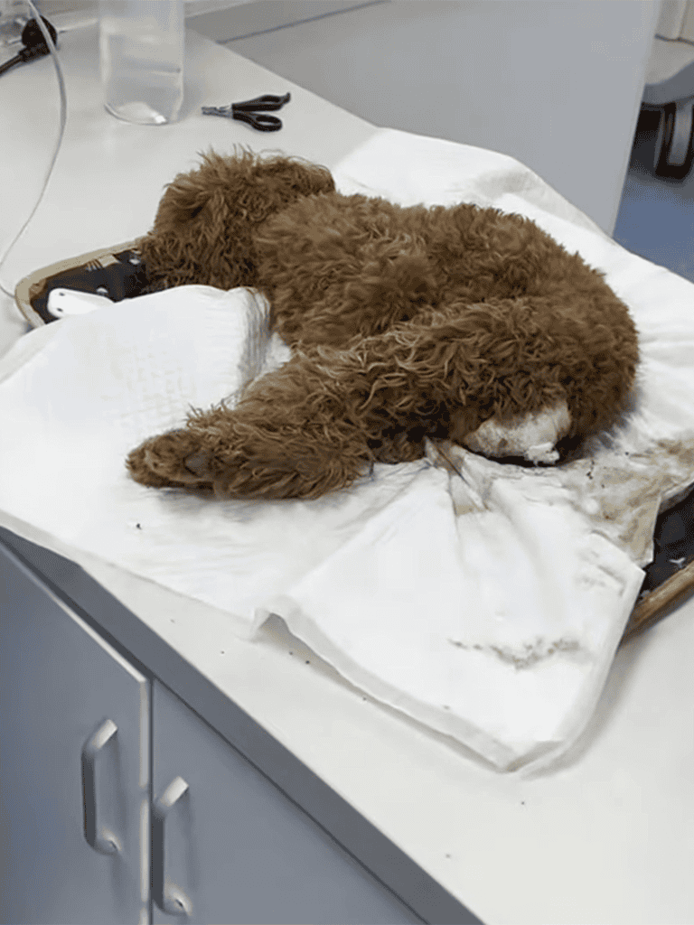A sleepy, curly-coated brown dog lying on a white examination table in a veterinary clinic.